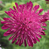 Knautia macedonica; Knautia