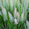 Calamagrostis brachytricha, Korean feather reed