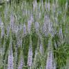 Veronicastrum virginicum; Lavender towers Culver's root