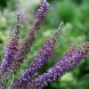 Amorpha canescens; Lead plant