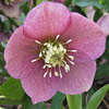 Helleborus x hybridus, Lenten rose