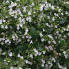 Calamintha nepeta ssp. nepeta, Lesser calamint