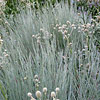 Schizachyrium scoparium 'The Blues', Little bluestem