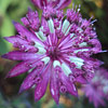 Astrantia major; Masterwort
