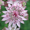 Astrantia major; Masterwort