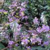 Thalictrum rochebruneanum 'Lavender Mist', Meadow rue