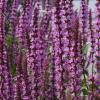 Salvia nemerosa 'Amethyst', Meadow sage
