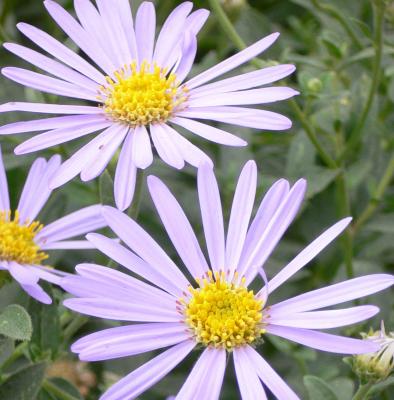 Michaelmas daisy Detail