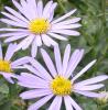 Aster x frikartii; Michaelmas daisy