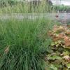 Molinia caerulea 'Edith Dudzus', Moor grass