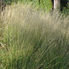 Molinia caerulea  'Moorflamme', Moor grass