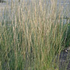 Molinia caerulea  'Dauerstrahl', Moor grass