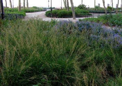 Moor grass