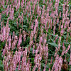 Persicaria amplexicaulis 'Rosea', Pink mountain fleece