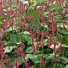 Persicaria amplexicaulis 'Firetail', Red mountain fleece
