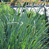 Sesleria nitida, Nest moor grass, Gray moor grass
