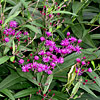 Vernonia noveboracensis, New York ironweed