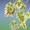Chasmanthium latifolium, Northern sea&ndash;oats, Indian wood&ndash;oats
