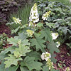 Hydrangea quercifolia; Oakleaf hydrangea