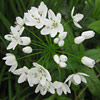 Allium cowanii; Ornamental onion