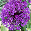 Allium hollandicum; Purple globe onion