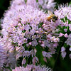 Allium ; Ornamental onion