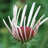 Echinacea pallida, Pale coneflower