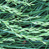 Carex muskingumensis; Palm branch sedge