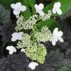 Hydrangea paniculata; Panicle hydrangea, Woodland hydrangea