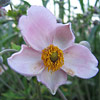 Anemone hupehensis; Parsley&ndash;leaf windflower
