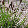 Carex pensylvanica; Pennsylvania sedge