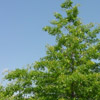 Quercus palustris; Pin Oak