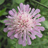 Scabiosa columbaria ; Pincushion flower