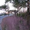 Muhlenbergia capillaris, Pink muhly grass