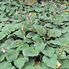 Hosta; Plantain Lily, Funkia