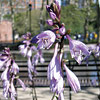 Hosta ; Plantain Lily, Funkia
