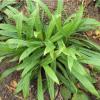 Carex plantaginea; Plantainleaf sedge, Seersucker sedge