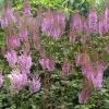 Astilbe 'Purpurlanze (Purple Candles)', Plume flower