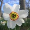 Narcissus poeticus var. recurvus; Poet's daffodil, Pheasant eye daffodil