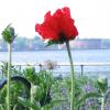 Papaver orientale; Poppy