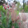 Geum triflorum; Prairie Smoke, Old Man's Whiskers