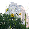 Silphium terebinthinaceum, Prairie dock, Prairie rosinweed