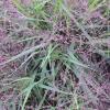 Eragrostis spectabilis, Purple love grass