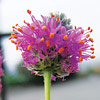 Dalea purpurea; Purple prairie clover
