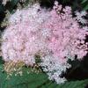 Filipendula rubra ; Queen of the prairie