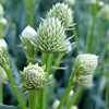 Eryngium yuccifolium; Rattlesnake master