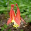 Aquilegia canadensis , Red columbine