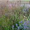 Panicum virgatum 'Shenendoah', Red switch grass, Panic grass