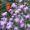 Liatris aspera, Rough gayfeather, Tall blazing star