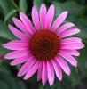 Echinacea purpurea  'Rubinstern', Ruby star coneflower